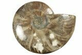Red Flash Ammonite Fossil - Madagascar #211115-1